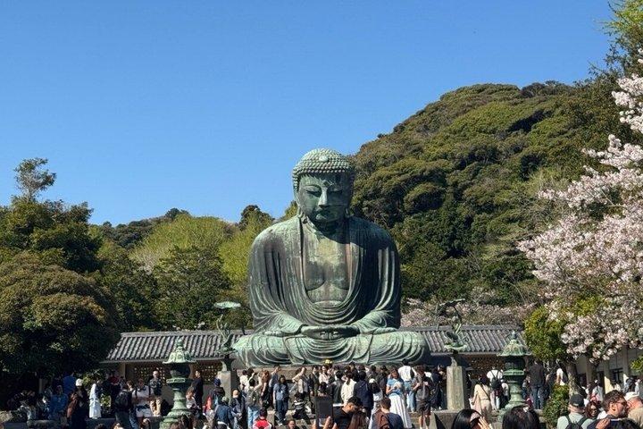 東京発プライベート鎌倉桜日帰りツアー