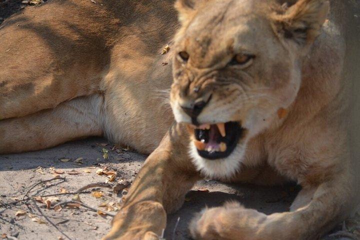 ナイロビのオル・ペジェタ・スウィートウォーターズ保護区