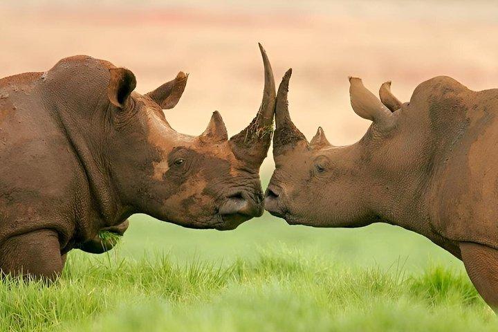 ナイロビのオル・ペジェタ・スウィートウォーターズ保護区