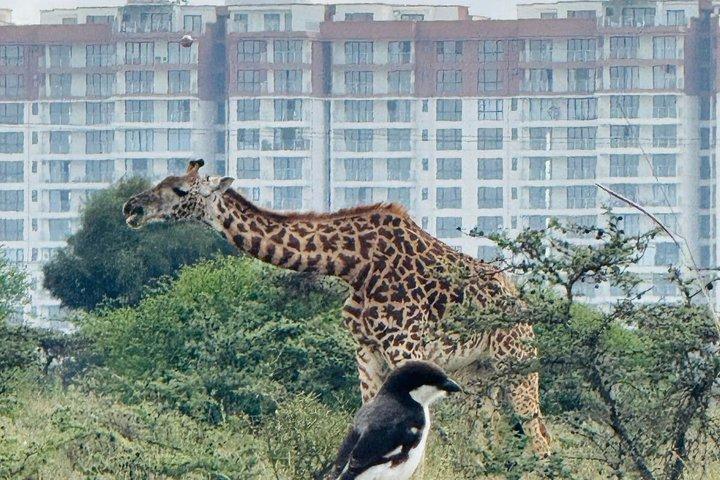 ケニア野生動物写真ツアー3日間