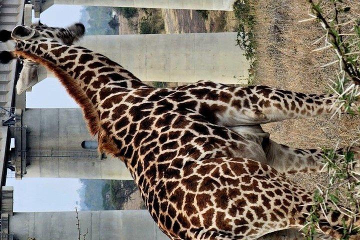 ケニア野生動物写真ツアー3日間