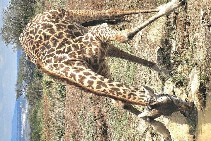 ケニア野生動物写真ツアー3日間