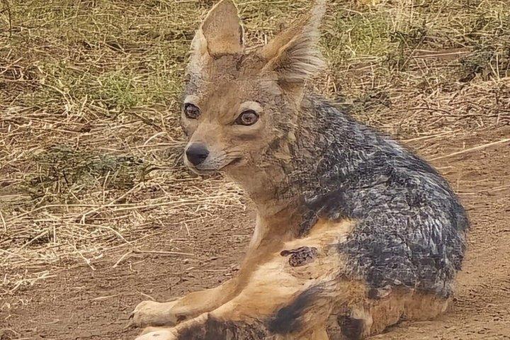 ケニア野生動物写真ツアー3日間
