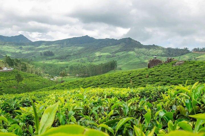 Beyond Munnar: Pullikanam Tea Gardens & Spice Country: Less-Crowd