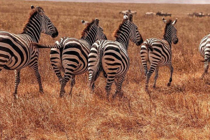6 Day Great Migration Safari Mara River Big Five and Lake Manyara