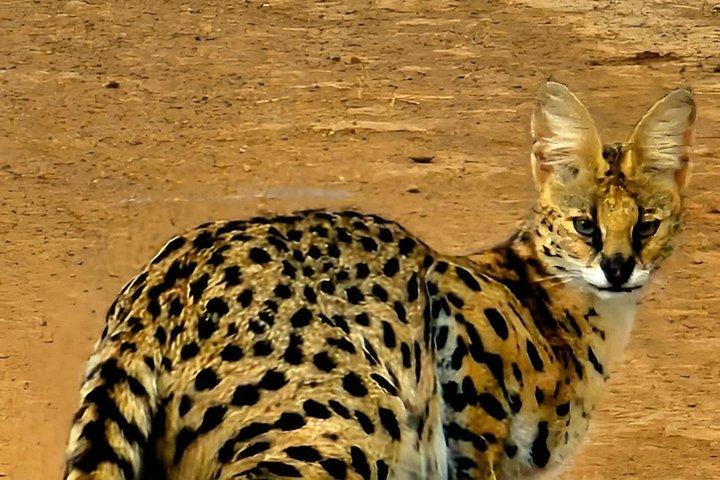 ケニア野生動物写真ツアー3日間