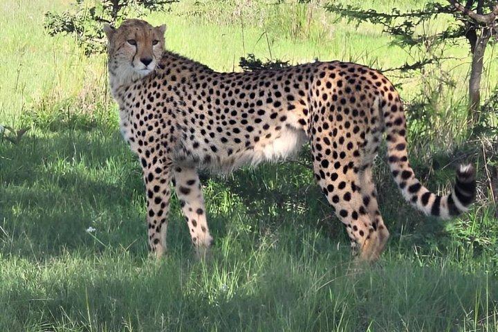 Kenya Wildlife Photography Tour in 3 Days