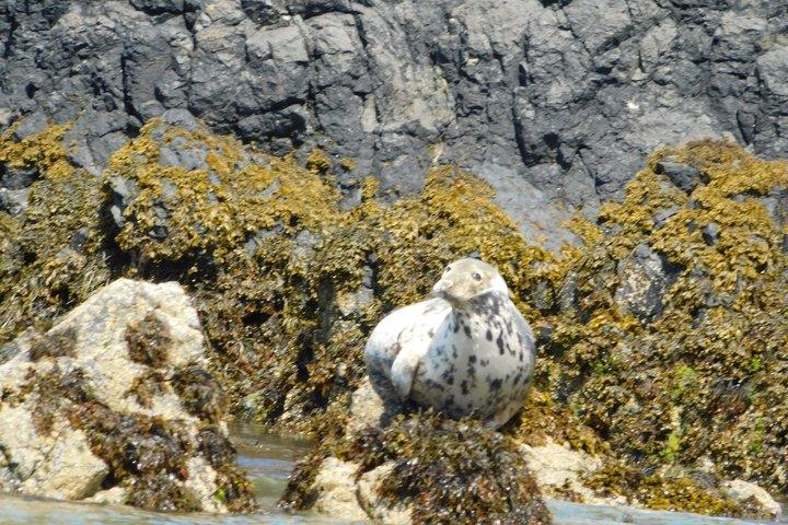 Lambay Eiland Wildernis Zee Safari