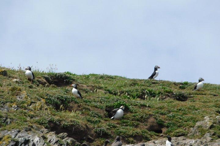 Lambay Eiland Wildernis Zee Safari