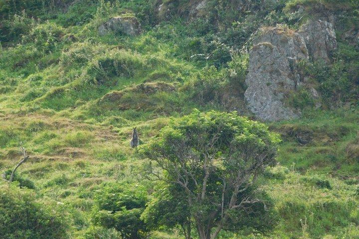 Lambay Eiland Wildernis Zee Safari