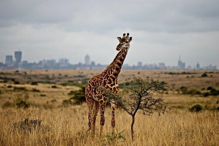 ナイロビのオル・ペジェタ・スウィートウォーターズ保護区