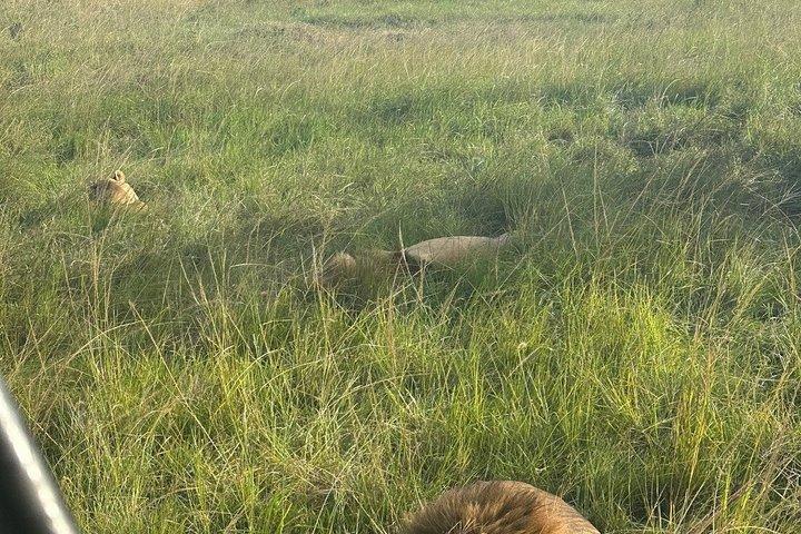 ナイロビのオル・ペジェタ・スウィートウォーターズ保護区
