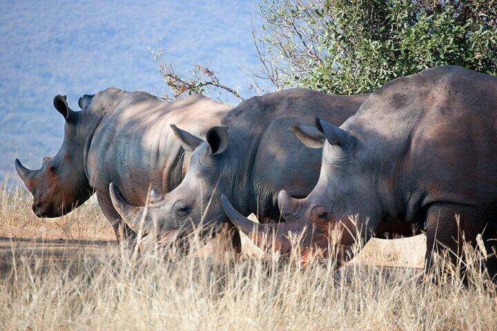ナイロビのオル・ペジェタ・スウィートウォーターズ保護区