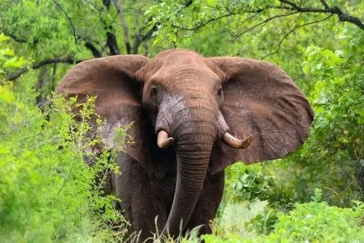 ナイロビのオル・ペジェタ・スウィートウォーターズ保護区