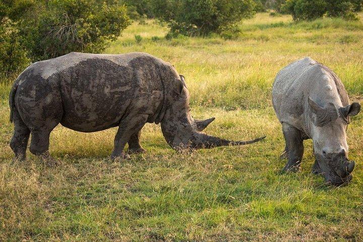 ナイロビのオル・ペジェタ・スウィートウォーターズ保護区