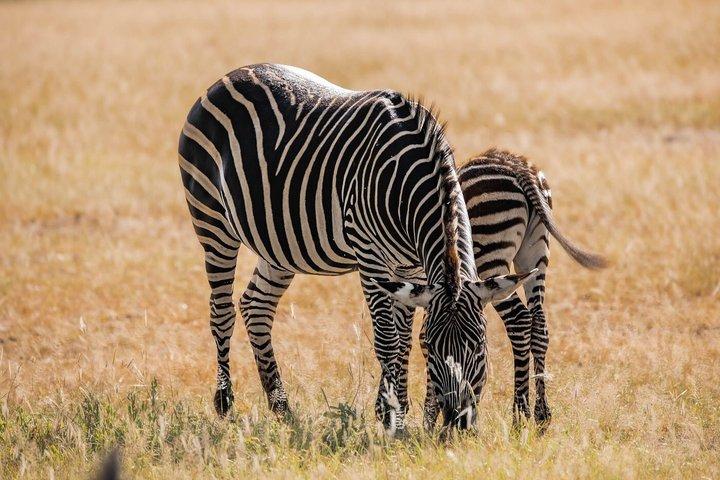 ナイロビのオル・ペジェタ・スウィートウォーターズ保護区
