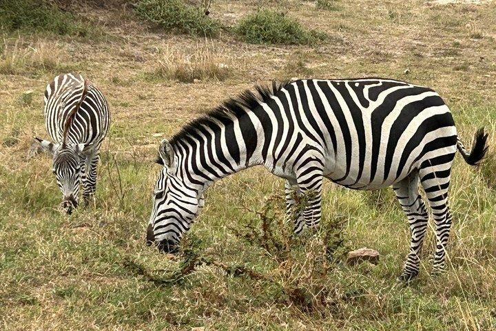 ナイロビのオル・ペジェタ・スウィートウォーターズ保護区