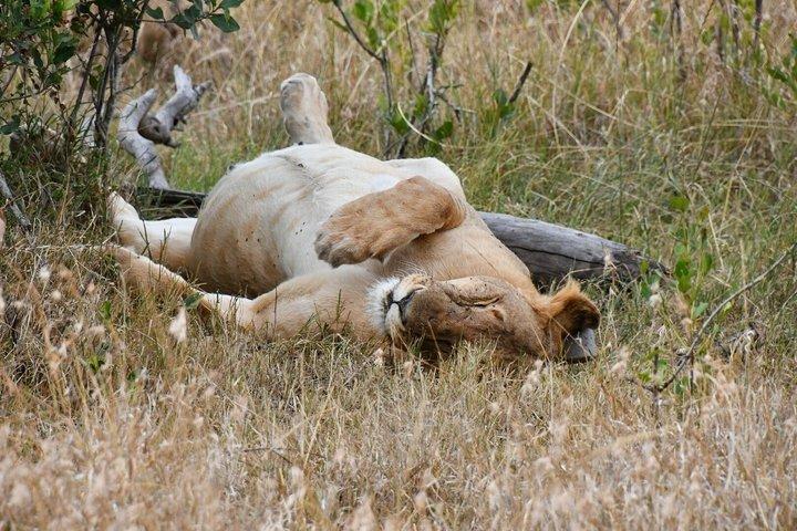 ナイロビのオル・ペジェタ・スウィートウォーターズ保護区