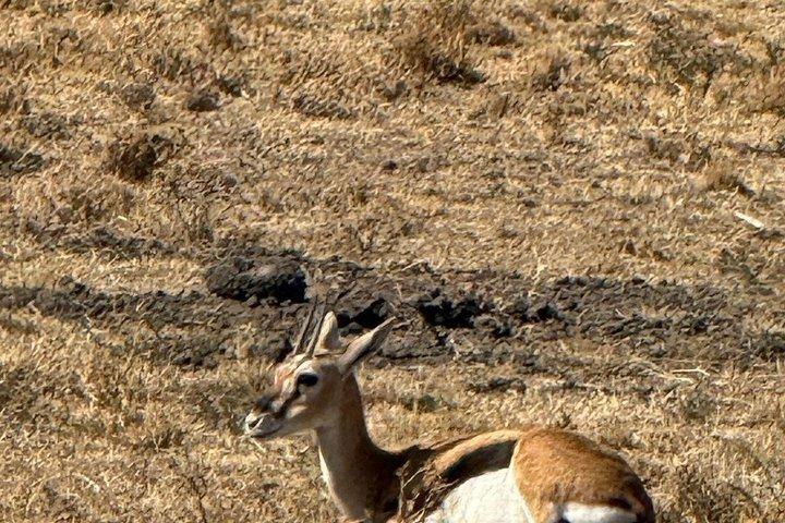 ナイロビのオル・ペジェタ・スウィートウォーターズ保護区