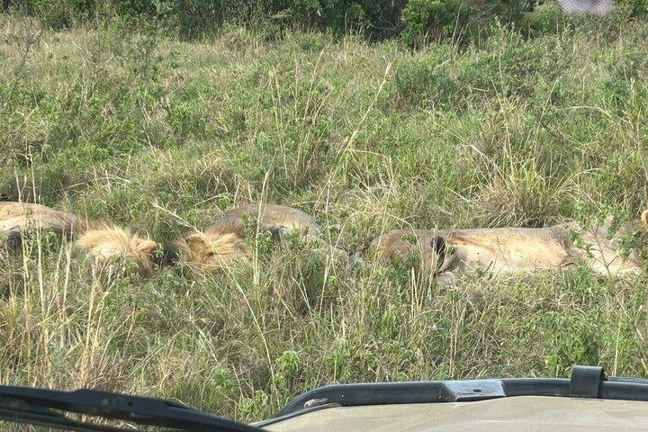ナイロビのオル・ペジェタ・スウィートウォーターズ保護区