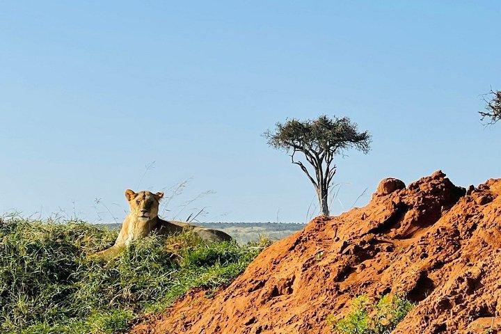 ナイロビのオル・ペジェタ・スウィートウォーターズ保護区