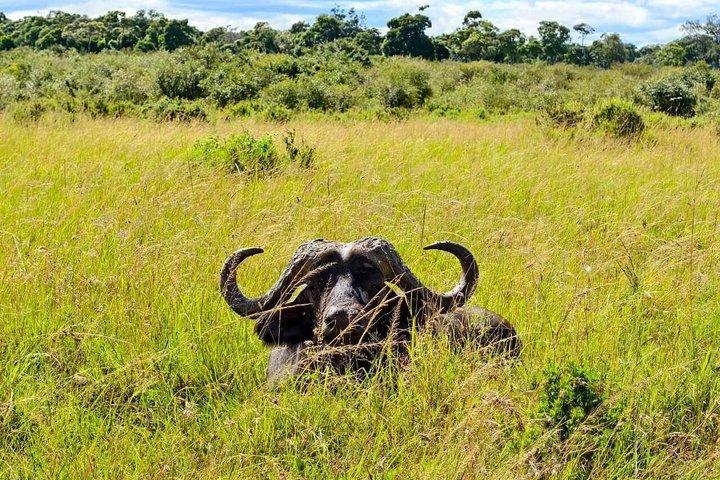ナイロビのオル・ペジェタ・スウィートウォーターズ保護区