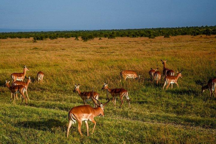 ナイロビのオル・ペジェタ・スウィートウォーターズ保護区