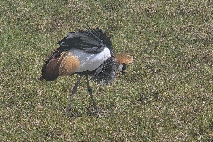 ナイロビのオル・ペジェタ・スウィートウォーターズ保護区
