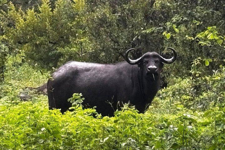 ナイロビのオル・ペジェタ・スウィートウォーターズ保護区
