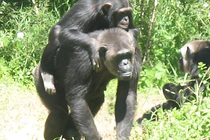ナイロビのオル・ペジェタ・スウィートウォーターズ保護区
