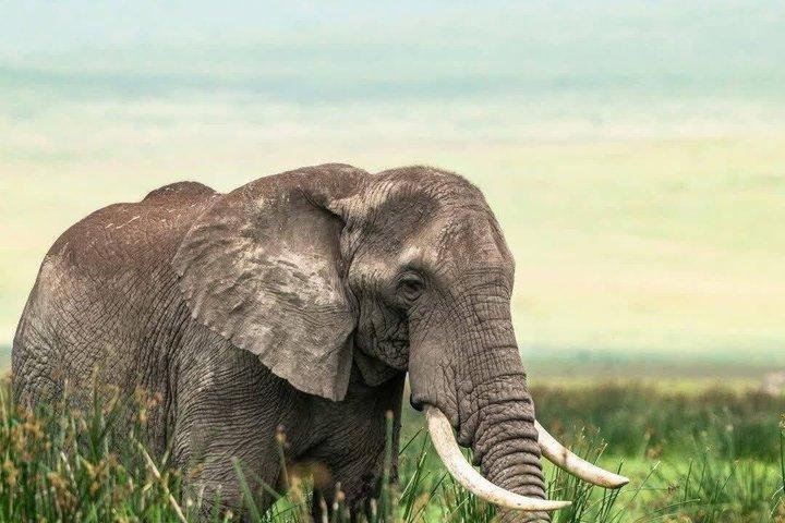 ナイロビのオル・ペジェタ・スウィートウォーターズ保護区