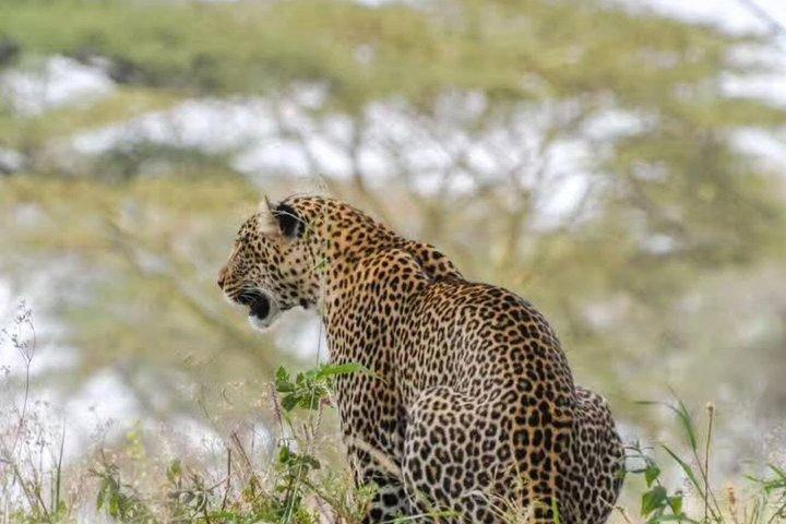 ナイロビのオル・ペジェタ・スウィートウォーターズ保護区