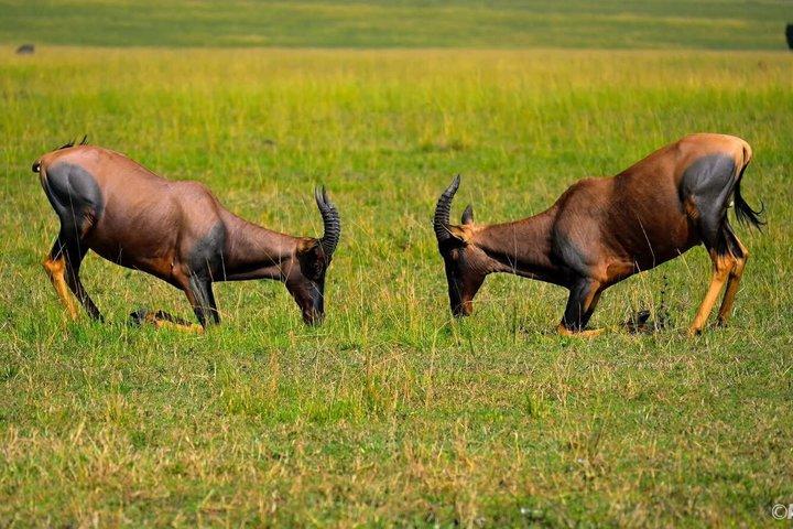 ナイロビのオル・ペジェタ・スウィートウォーターズ保護区