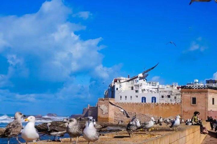 マラケシュ発アルガン協力訪問付きエッサウイラ日帰りツアー