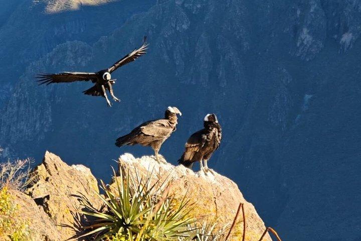 Excursão de um dia Colca Canyon Hike Condor Viewpoint Inca Trail