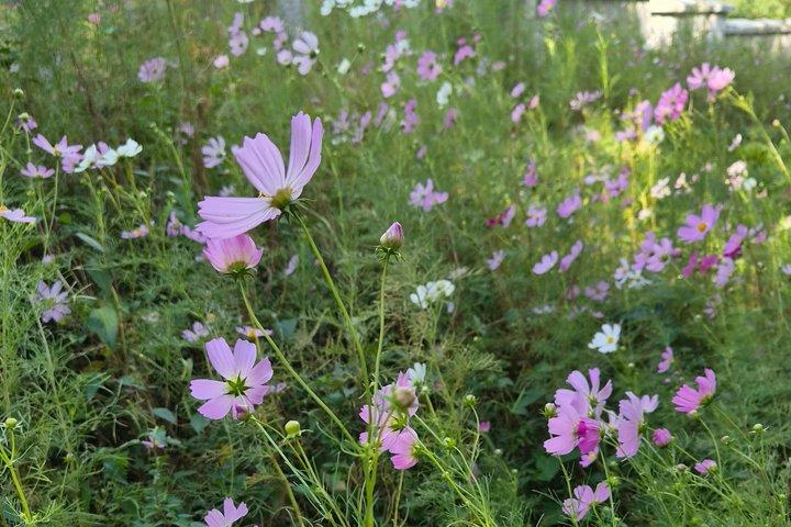 ソウルプライベートウォーク：景福宮、北村韓屋と仁王山カフェ
