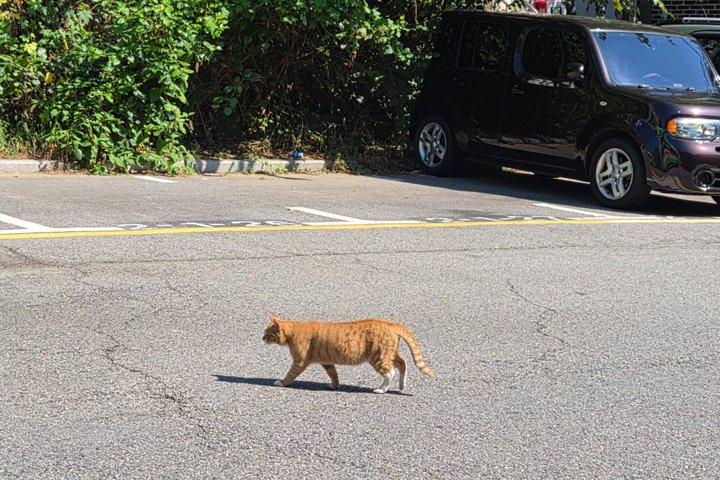 ソウルプライベートウォーク：景福宮、北村韓屋と仁王山カフェ