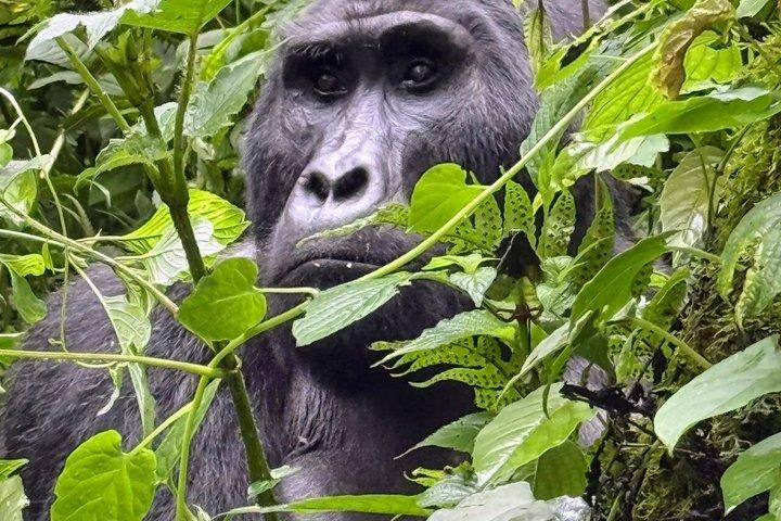 3-Day Uganda Gorilla trekking and Shoe Bill tracking