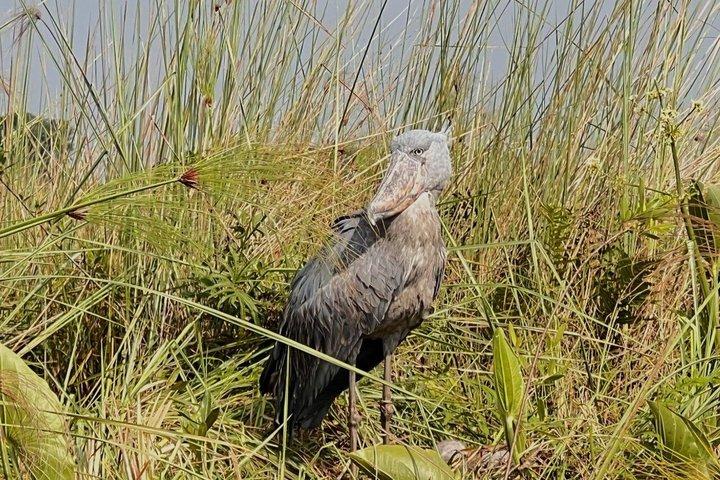 レイク・ムブロ国立公園2日間サファリとショーブイル追跡