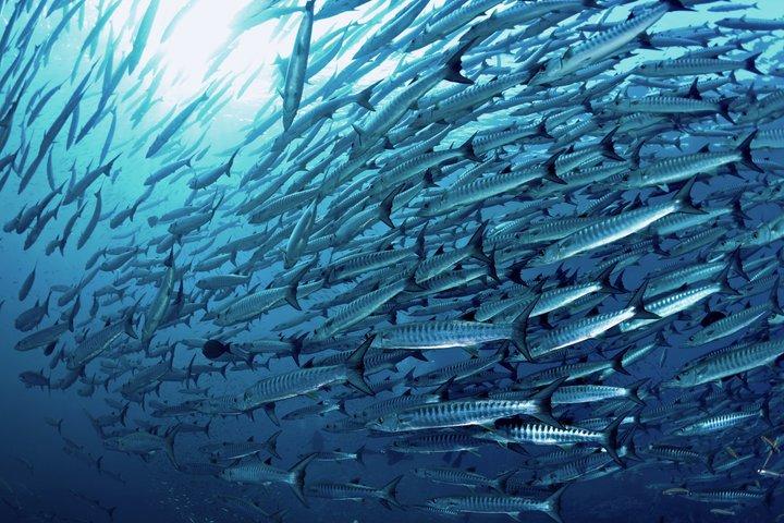 Phuket : Scuba Diving & Snorkel Express Day Tour