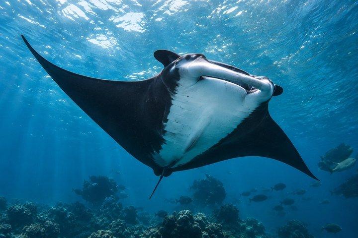 Catalinas Islands Snorkeling Tour from Tamarindo