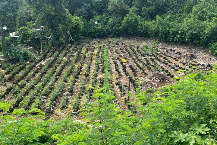 プライベート・ブルーホール鉱泉 + ラスタファリハーブ農園