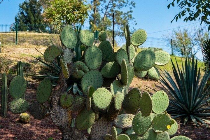 Chapultepec Adventure with Cable Car plus Anthropology Museum