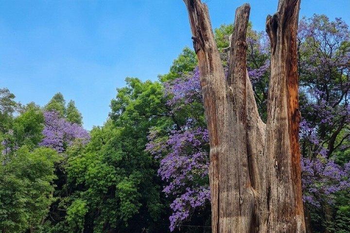 Chapultepec Adventure with Cable Car plus Anthropology Museum