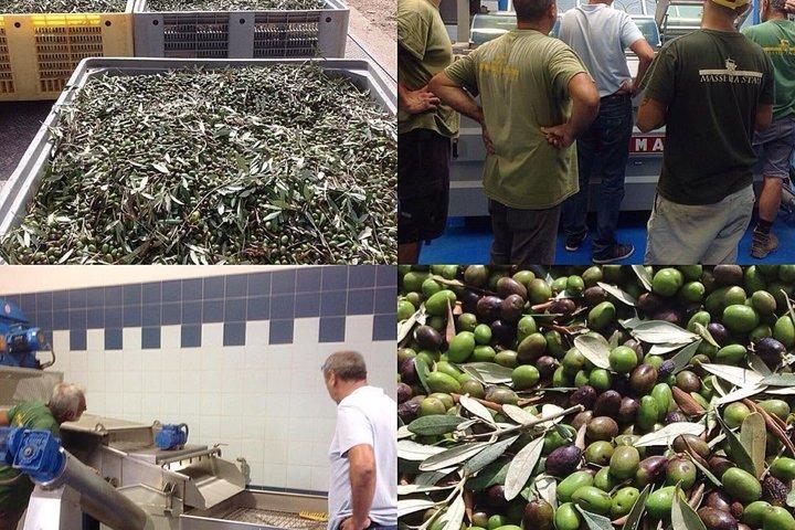 Olive Oil Tour and Tasting Experience in Salento