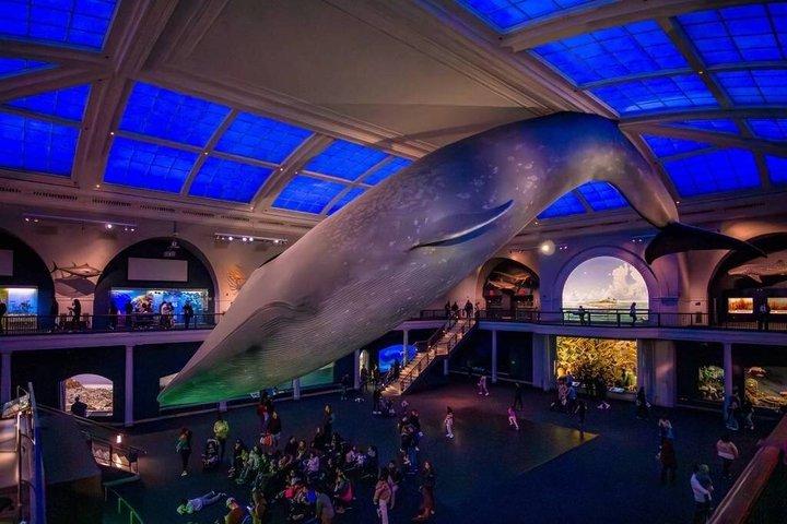 博物館写真ツアー（自然史とメトロポリタン美術館）時間貸し