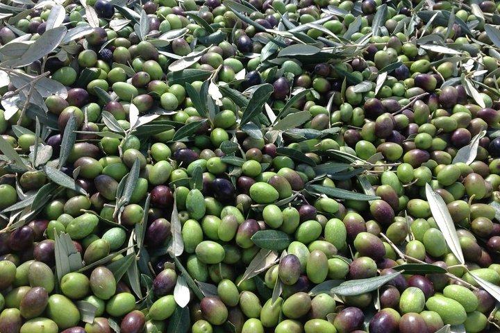 Olive Oil Tour and Tasting Experience in Salento