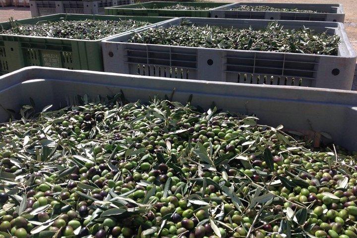 Olive Oil Tour and Tasting Experience in Salento