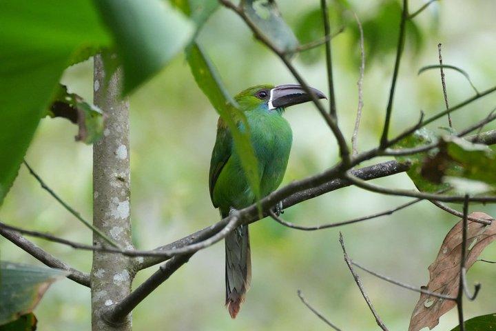 Mindo Cloud Forest Private Tour: Birdwatching, Birds & Nature