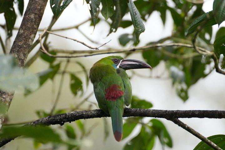 Mindo Cloud Forest Private Tour: Birdwatching, Birds & Nature